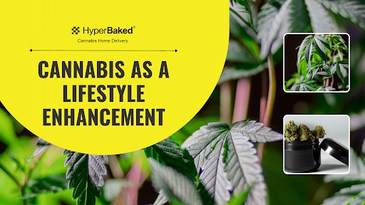 A Guide to Premium Cannabis as a Lifestyle Enhancement